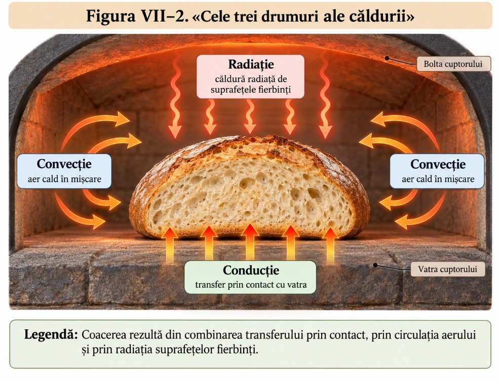 Ilustrație din suportul de curs Brutar – Nivel 2